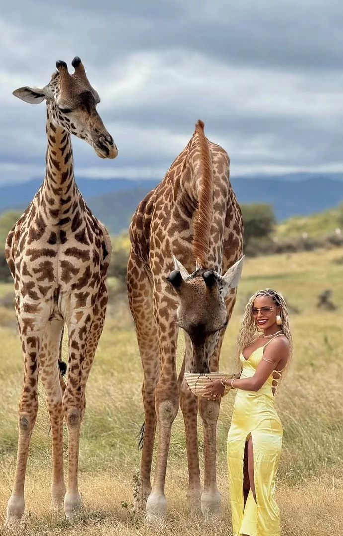 Guest feeding a giraffe in the savanna