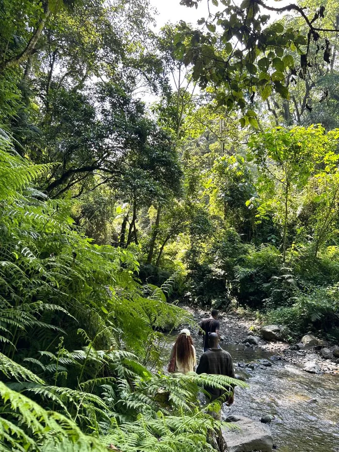 Guests walking along a forest stream