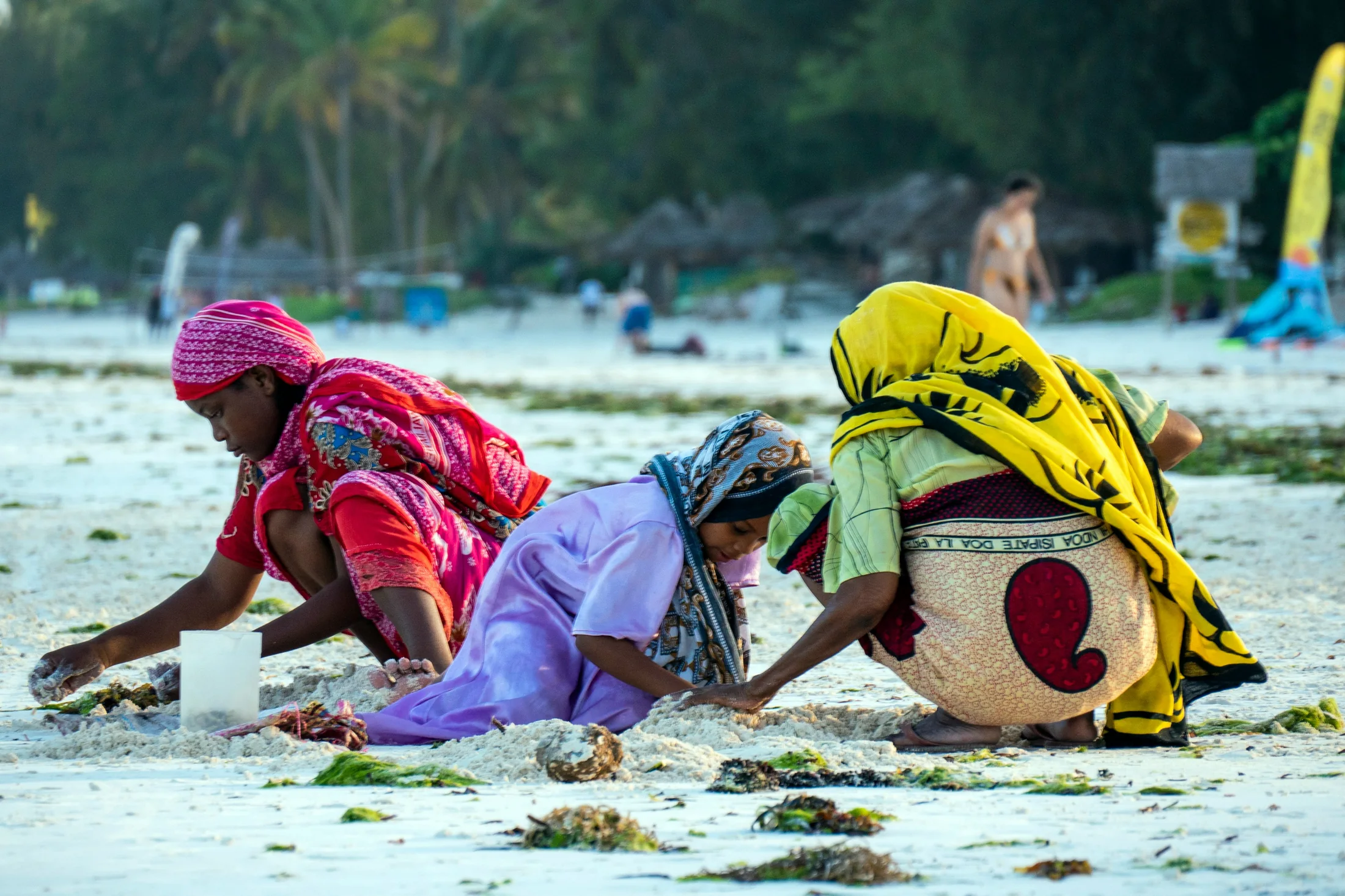 Local women gathering seaweed on a Zanzibar beach at golden hour