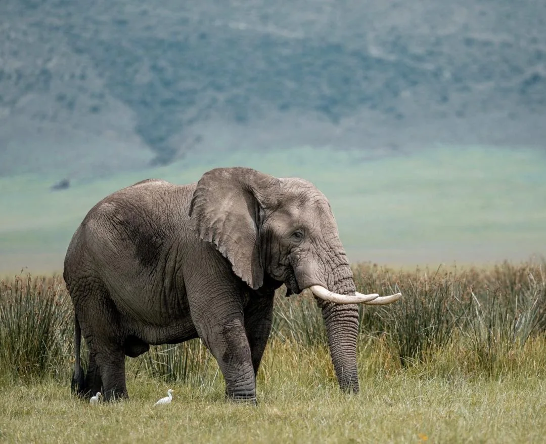 Elephant with long tusks and cattle egrets in the crater grassland