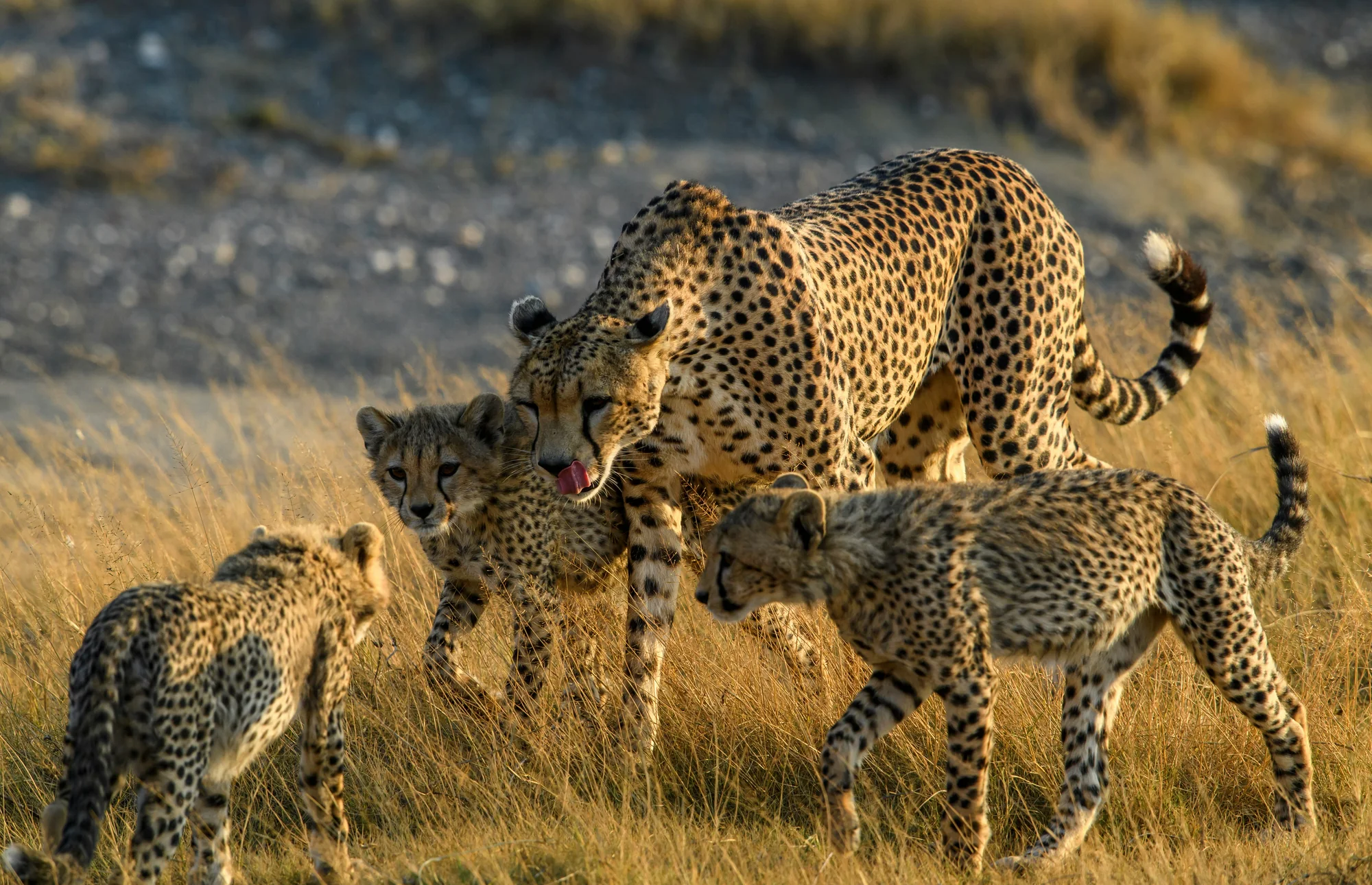 Family